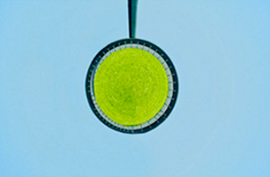 Stylized design of a lime-green, circular ornament with a navy blue outline against a light blue background.